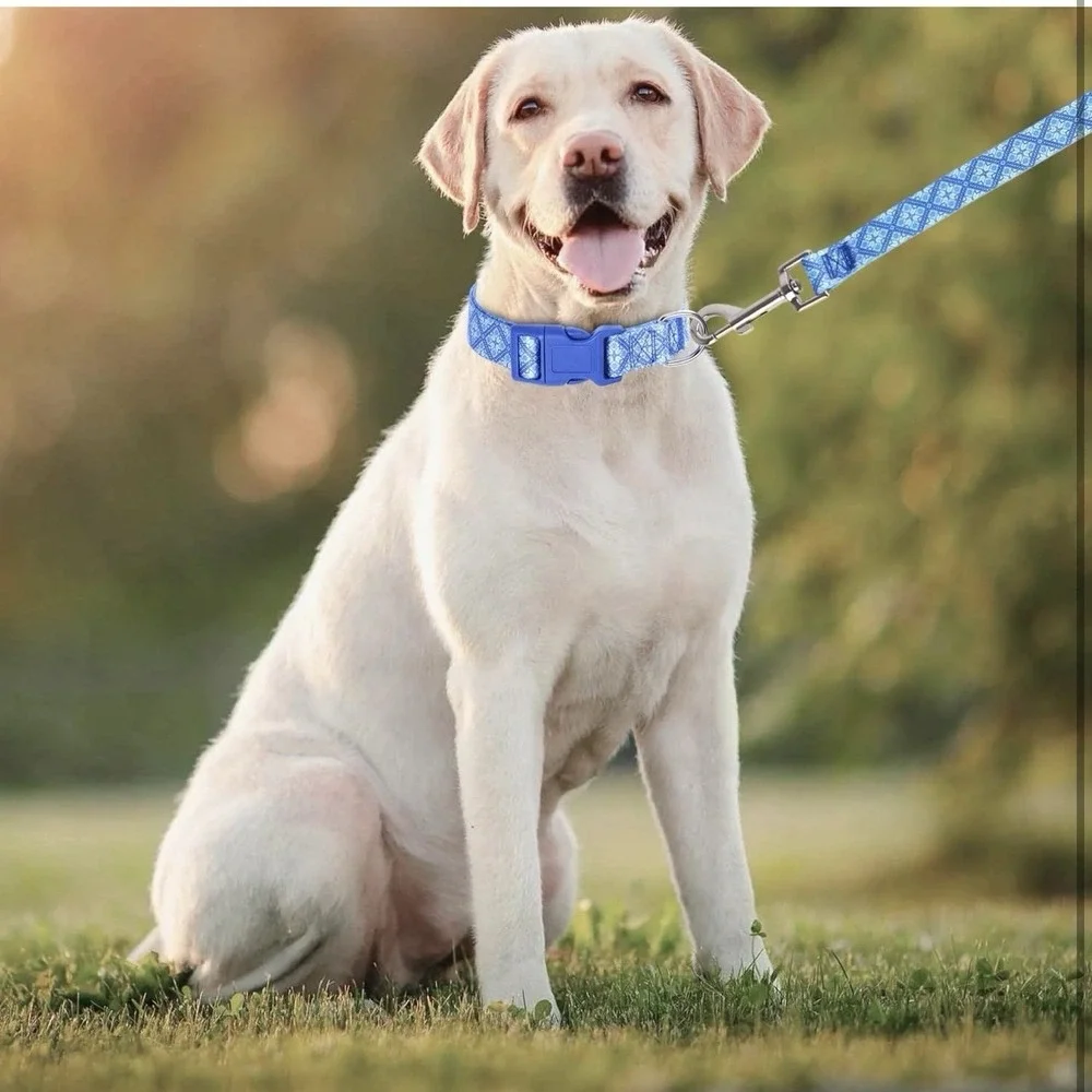 Moonpet Dog Collar with‎ Leash Airtag Holder Case Set (size M) Blue